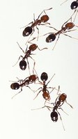 Видове борба  против мравки 10