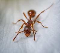 Огромно разнообразие от предложения против мравки 27
