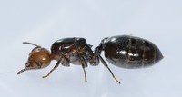 Нашите видове предложения за борба  против мравки 3