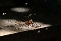Повече за борбата против мравки 34